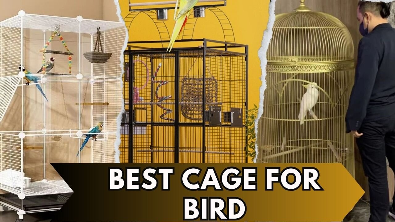 Bird Lovers Rejoice! Top Rated Bird Cage on Aliexpress Revealed