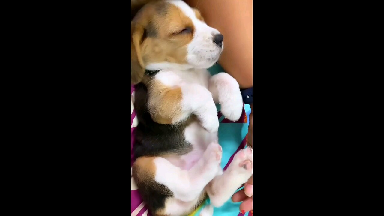 Cute beagle sneezing