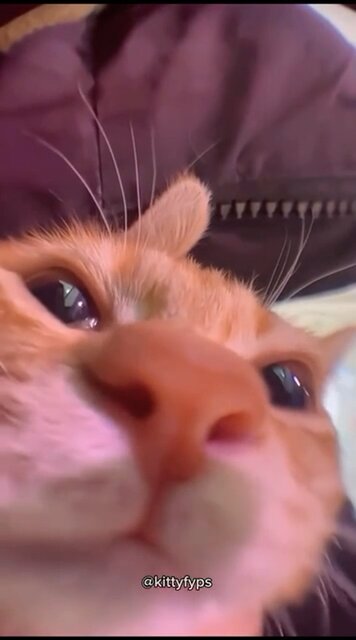 Funny Cat Videos😭🤣 Part #24