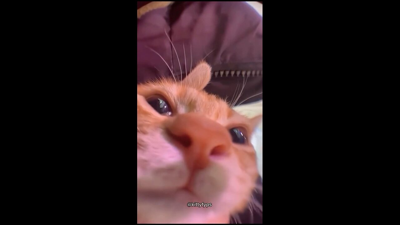 Funny Cat Videos😭🤣 Part #24