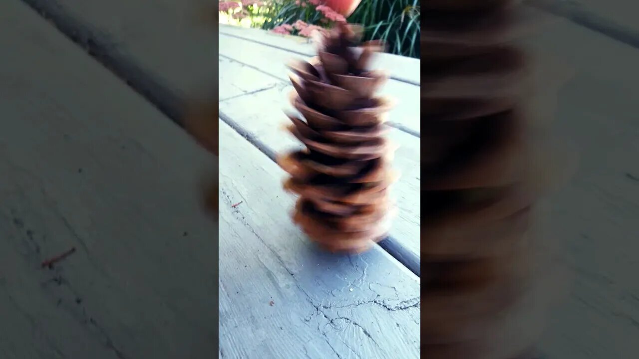 Pinecone Fun!!! #nature