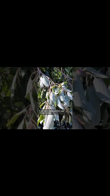 High Winds in South Carolina Takes Down Tree