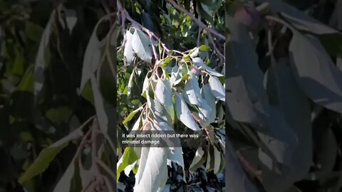 High Winds in South Carolina Takes Down Tree