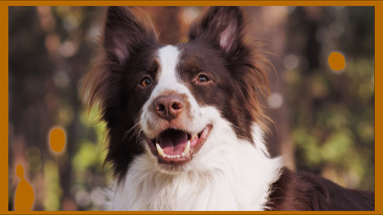 Smiling Dog, A brown and white dog smiles