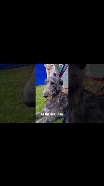 Gary the Scottish Deerhound