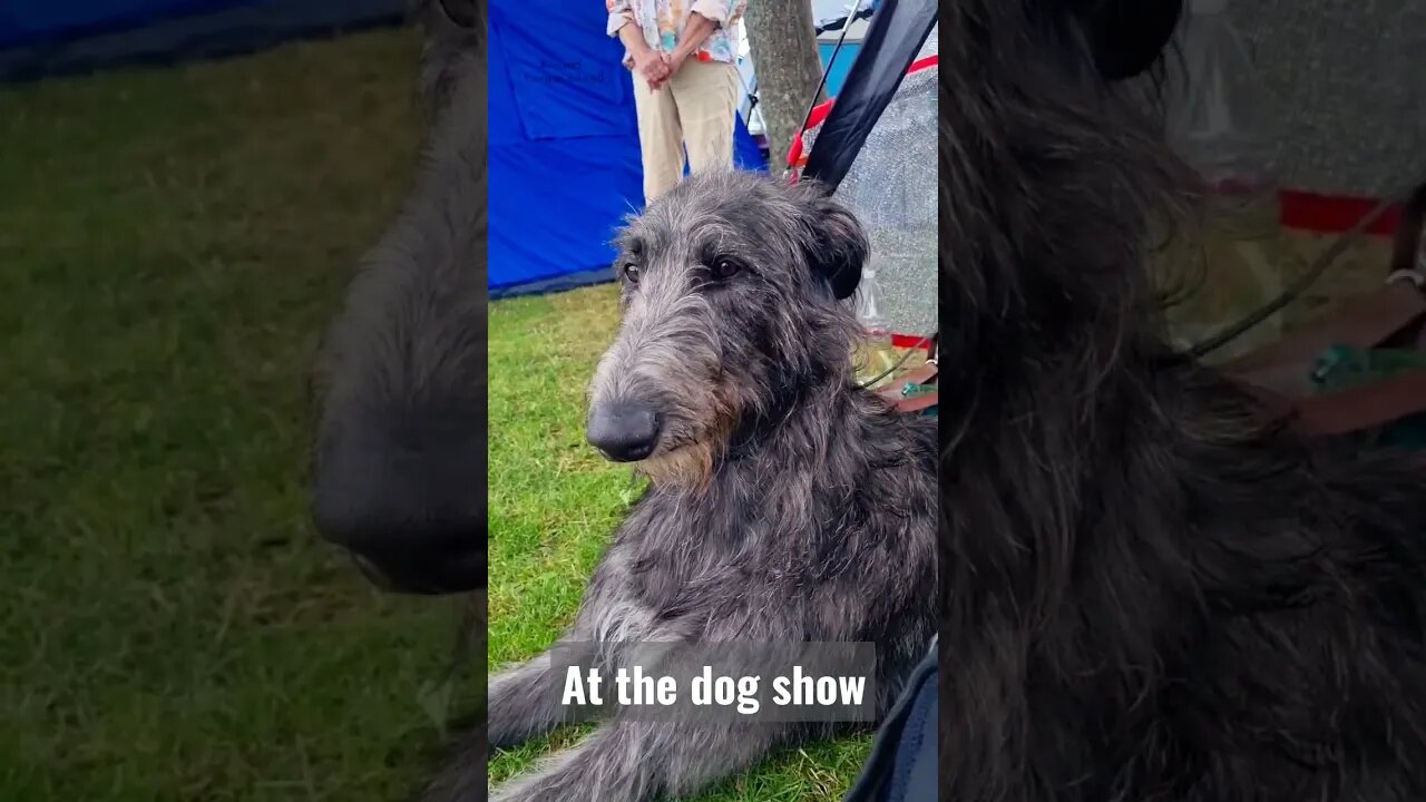 Gary the Scottish Deerhound