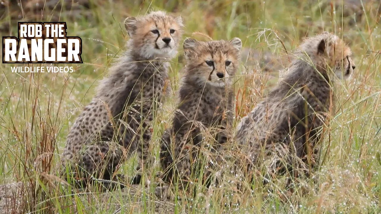 Playful Cheetah Cubs | Maasai Mara Safari | Zebra Plains