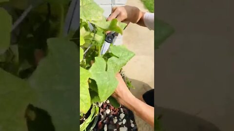 Harvesting a fresh cucumber for her salad, GOOD EATING! 🥒 #shorts #viral #tiktok