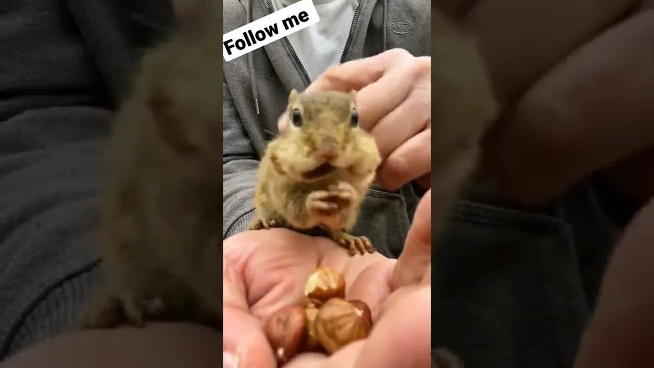 Funny 😁 #animals #nice #foryou #beautiful #animation #shorts #YouTube #funny #youtubeshorts #baby