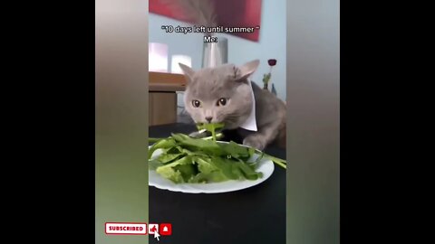 cute cat videos 😹 funny videos 😂1773