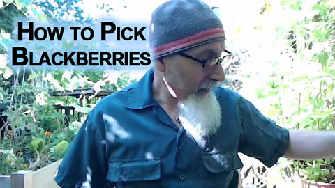 How to Pick Blackberries: Picking Your Own Fruit, It's Like Money In the Bank [Personal Finance]