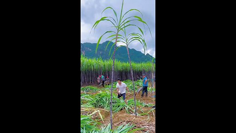 sugarcane juice