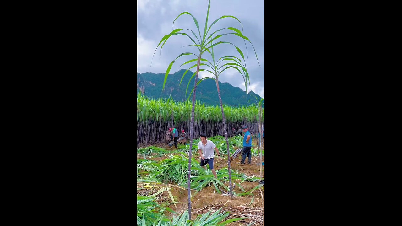 sugarcane juice