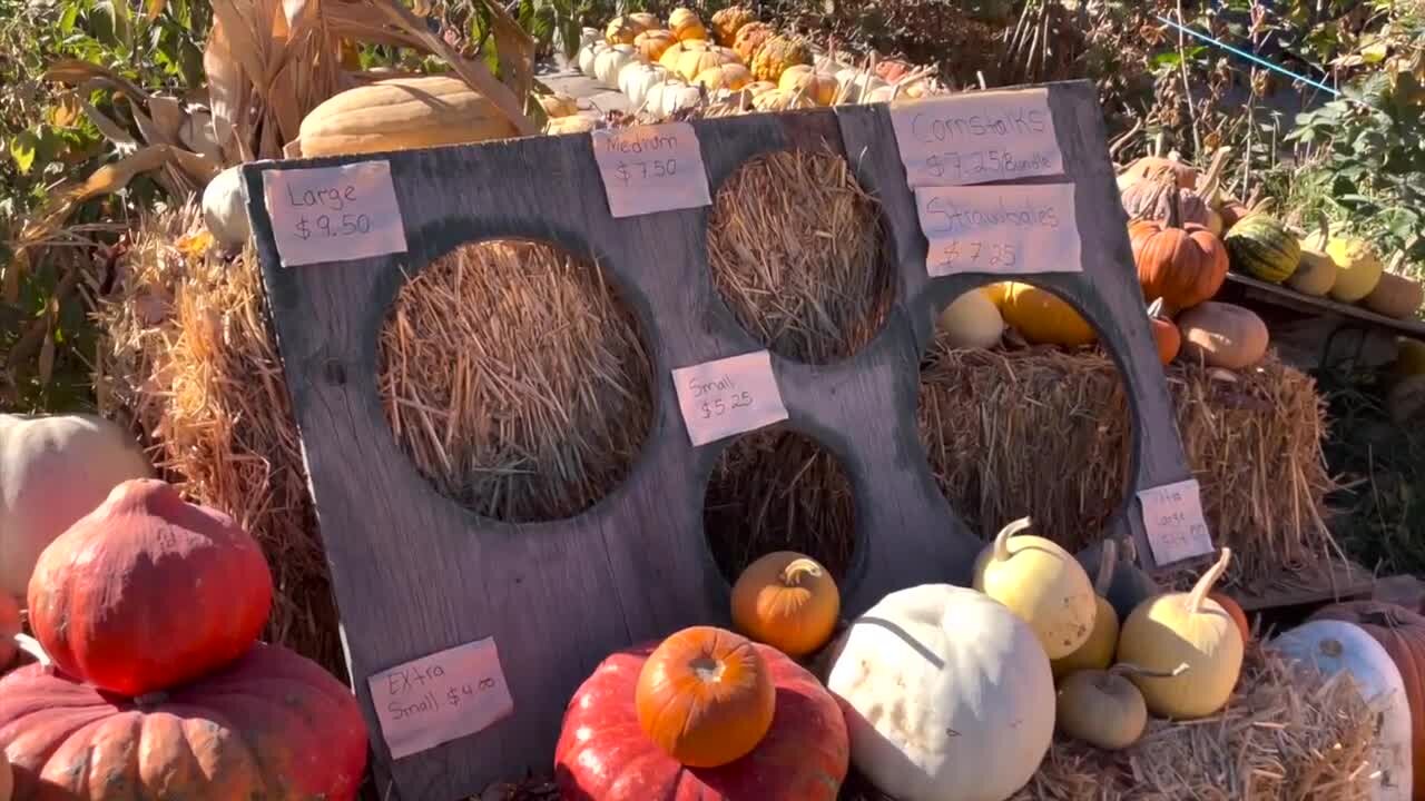 Pumpkin Prices