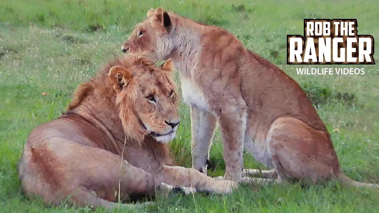 Lions Of The Maasai Mara | Enkoyonai Pride Oldest Sub-Adults | Zebra Plains