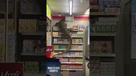 Giant lizard invades convenience store in Thailand #shorts #lizard #animals #thailand #giant