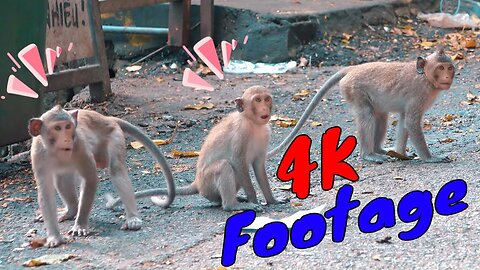 4K Quality Animal Footage - Monkeys Beautiful Scenes Episode 11 | Viral Monkey