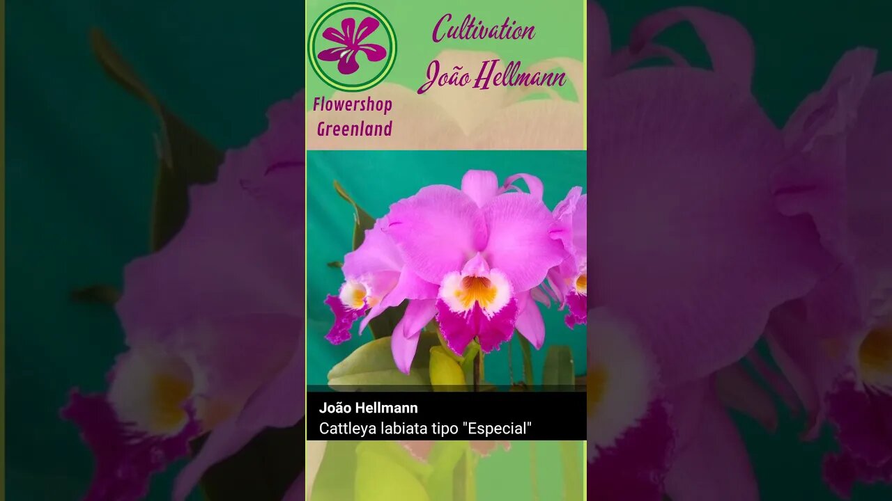 TOP 10 ORCHIDS | CATTLEYA LABIATA FROM JOÃO HELLMANN | # LIST 10 | #SHORT