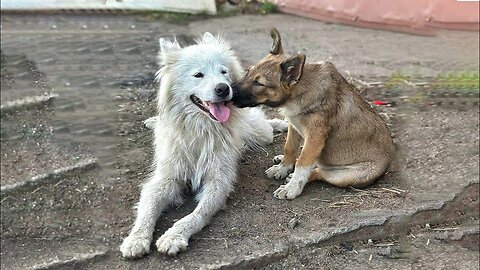 Stray Mama Dog and Her Puppy Have the Sweetest Reaction to Being Rescued