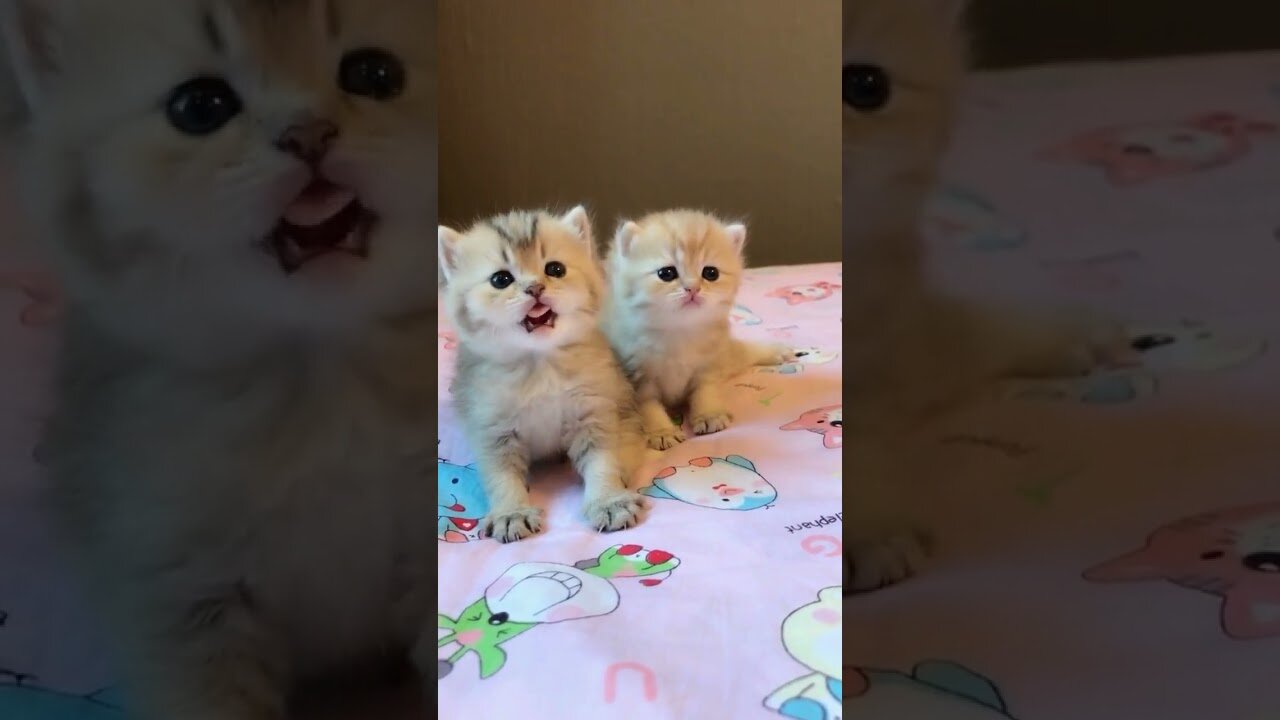 Top Video Cute Baby Cat