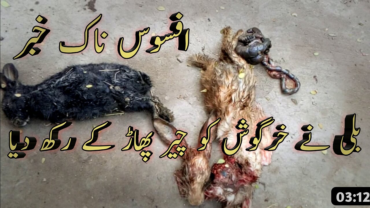 Cat killed the rabbit