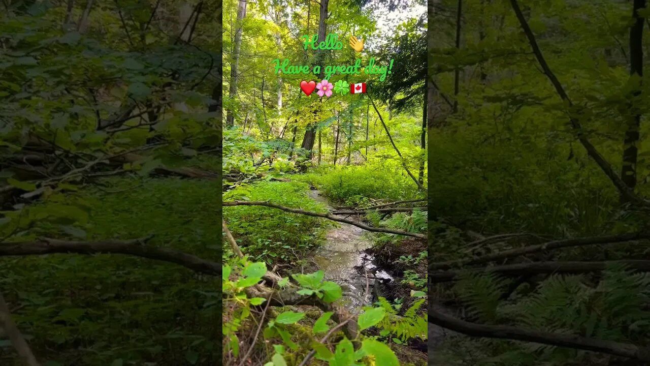 Sound of Nature | Small streams in Bruce Trail