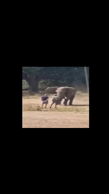Elephant Charging At Two Men