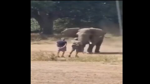 Elephant Charging At Two Men