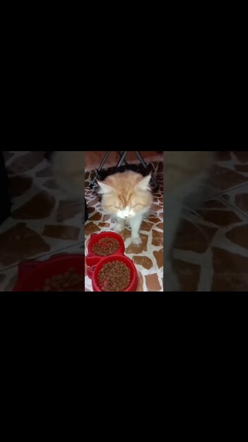 #cats #persiancats #cutecat #youtubeshorts #cutecat #shorts