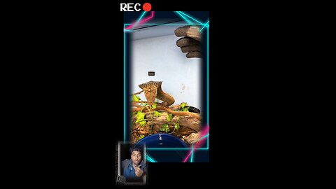 snacks videos