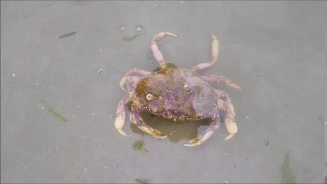 A Dungeness Crab (Metacarcinus magister) Dances Across the Oregon Coast