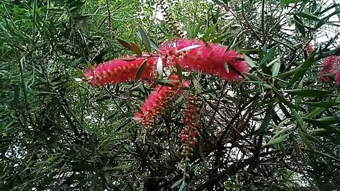 Callistemon Taree Pink 18th September 2021