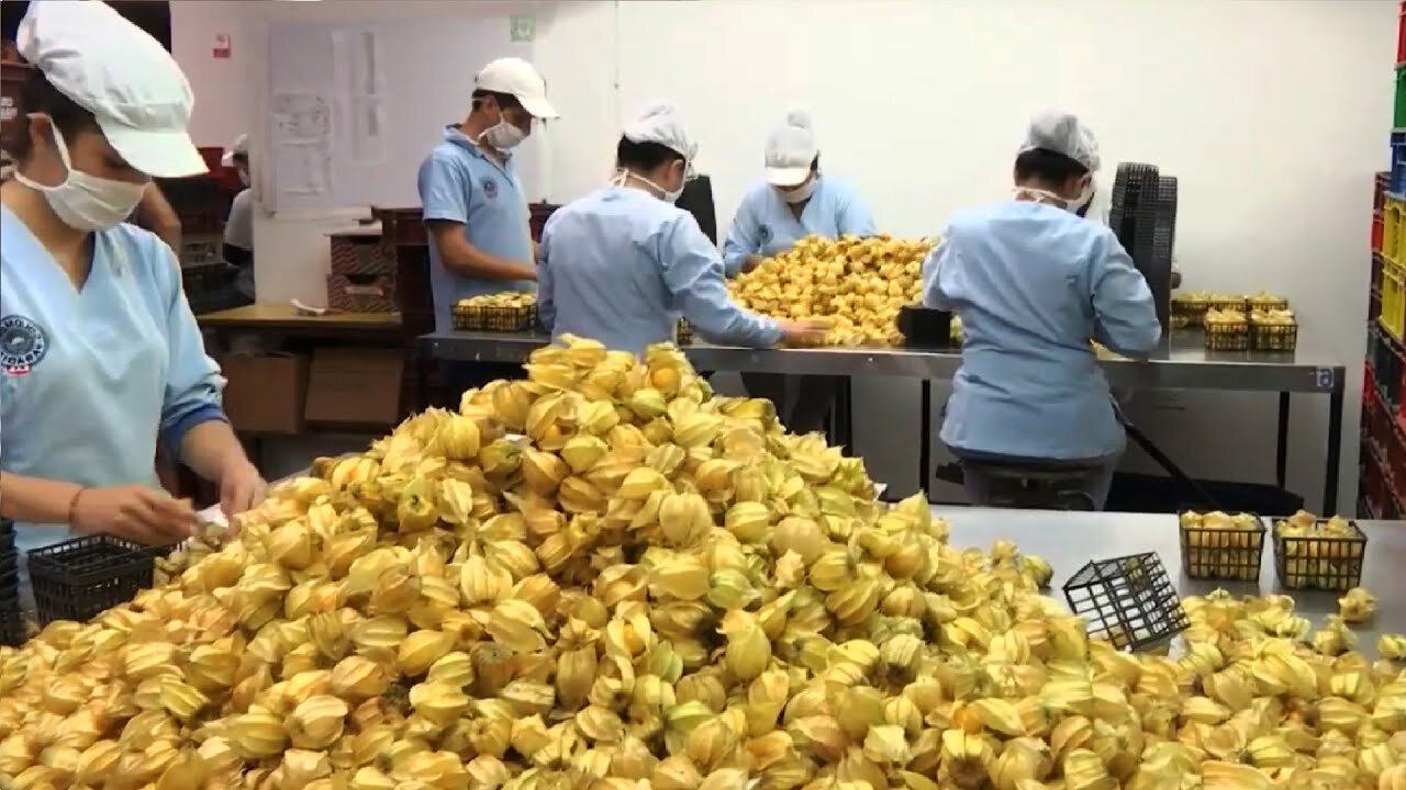 Incredible Agriculture: Golden Berry Harvesting