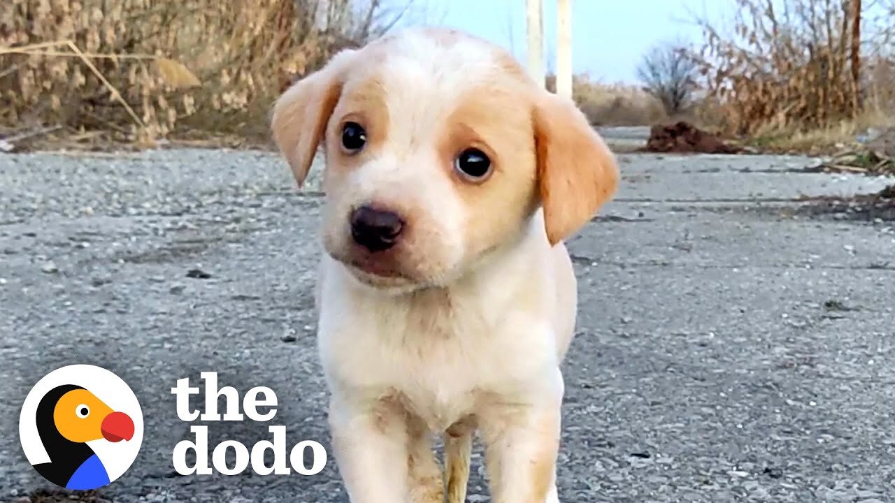 Puppy Found With Garbage Wouldn't Stop Shaking - The Dodo