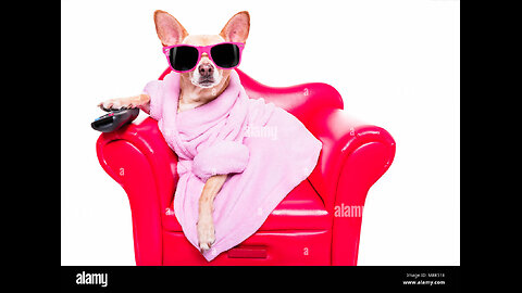 funny dog