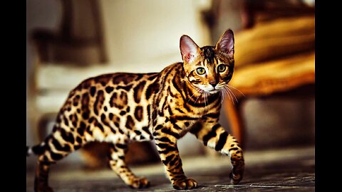 The $25,000 House Cat ! Meet the Bengal Cat !