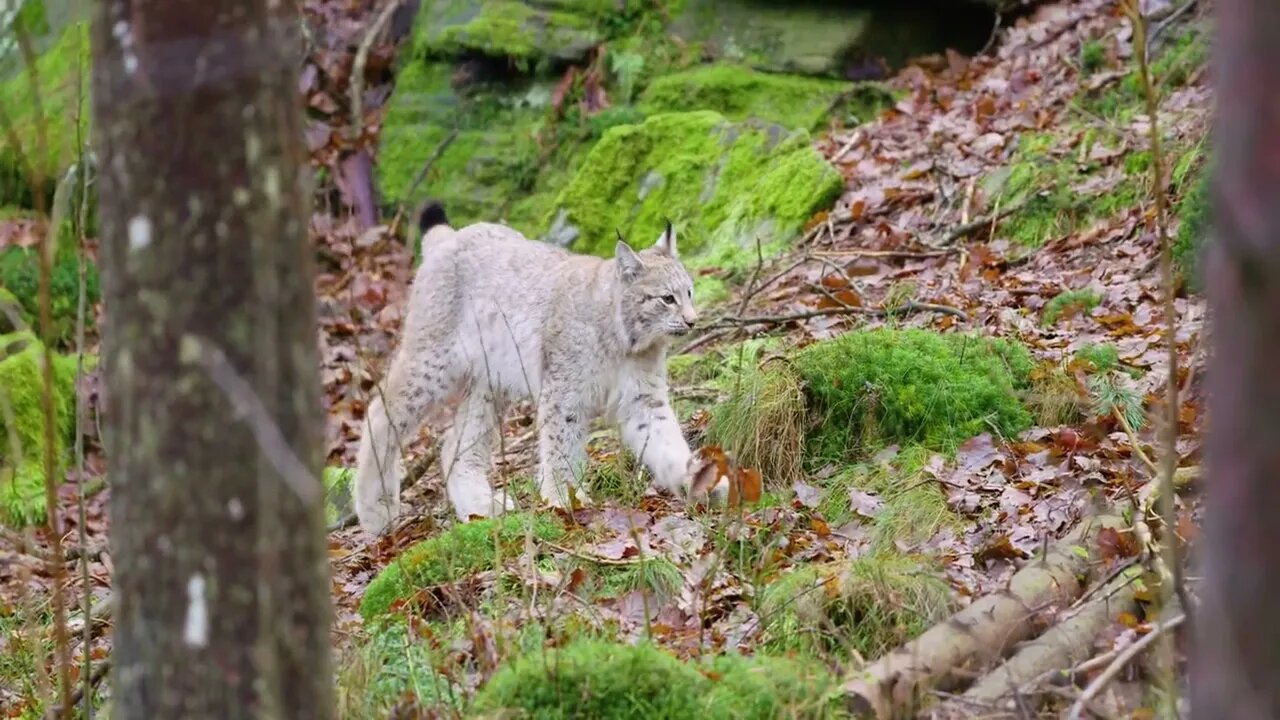 European lynx cub walking in the forest