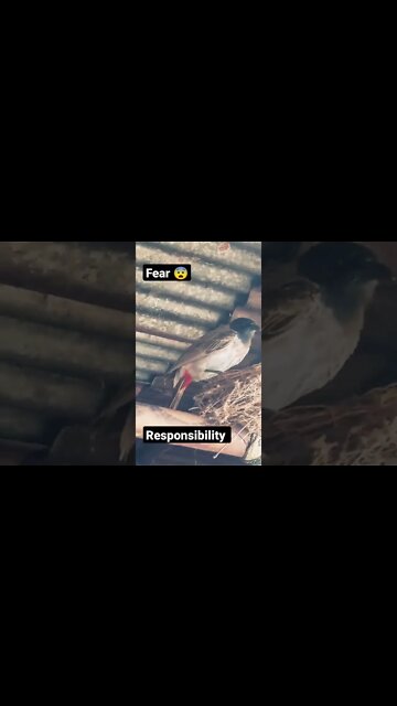 fear and responsibilities #shorts #shorts