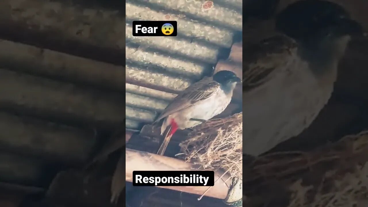 fear and responsibilities #shorts #shorts