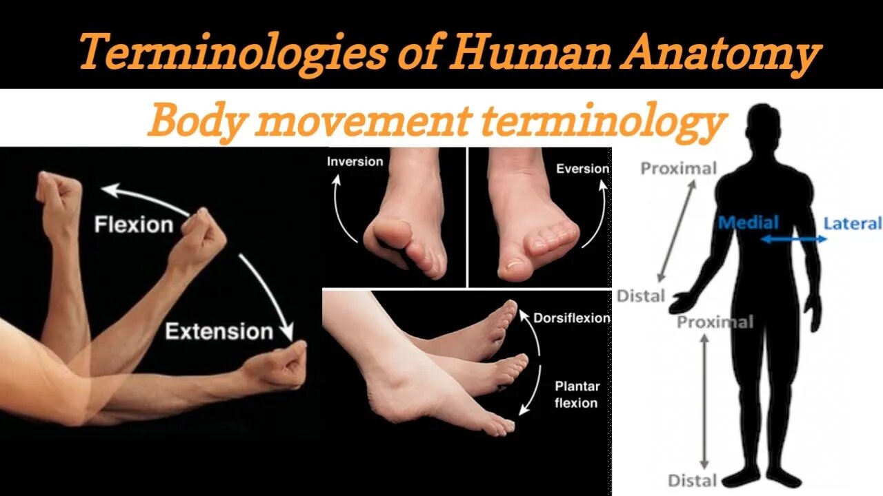Anatomical Positions and Directional Terms | Anatomical terms | Medical terminology Lecture #2