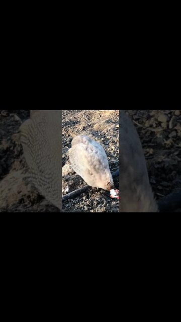 Female brown guinea fowl