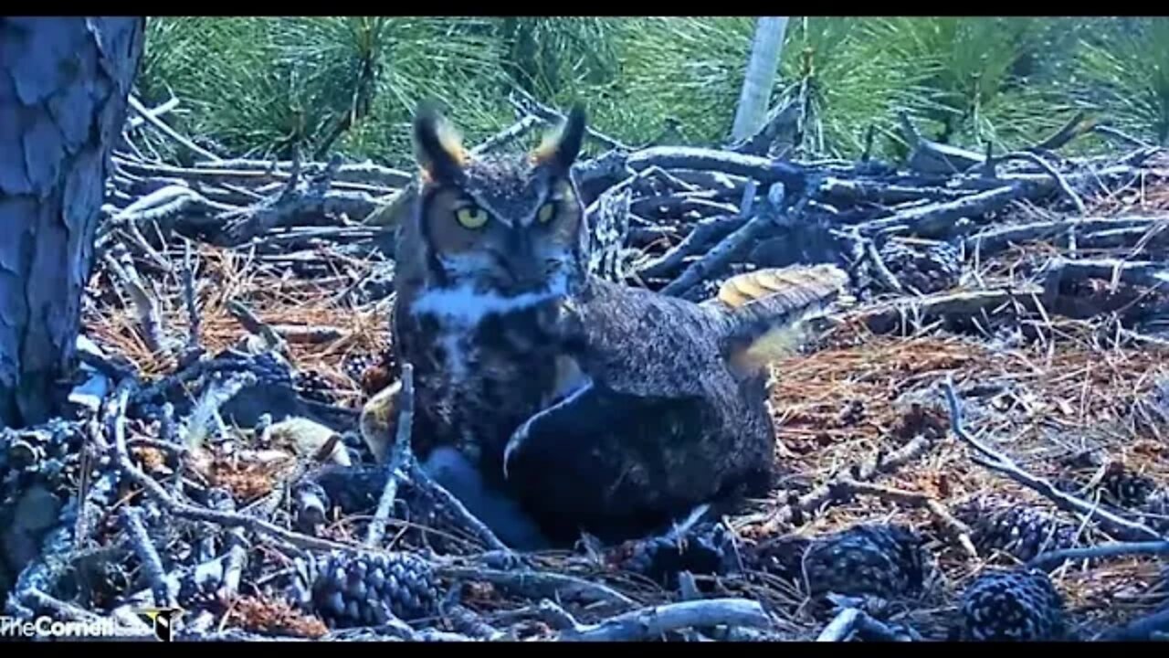 Sneaking a Peek at The Owlet 🦉 2/24/22 13:10