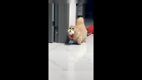Cute and adorable Cats videos | Furry Pets Zone