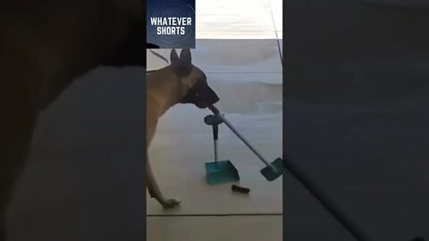 Dog cleans up after itself #shorts #dog #clean #animals