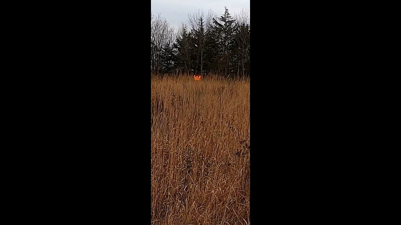 Veterans day hunt '22