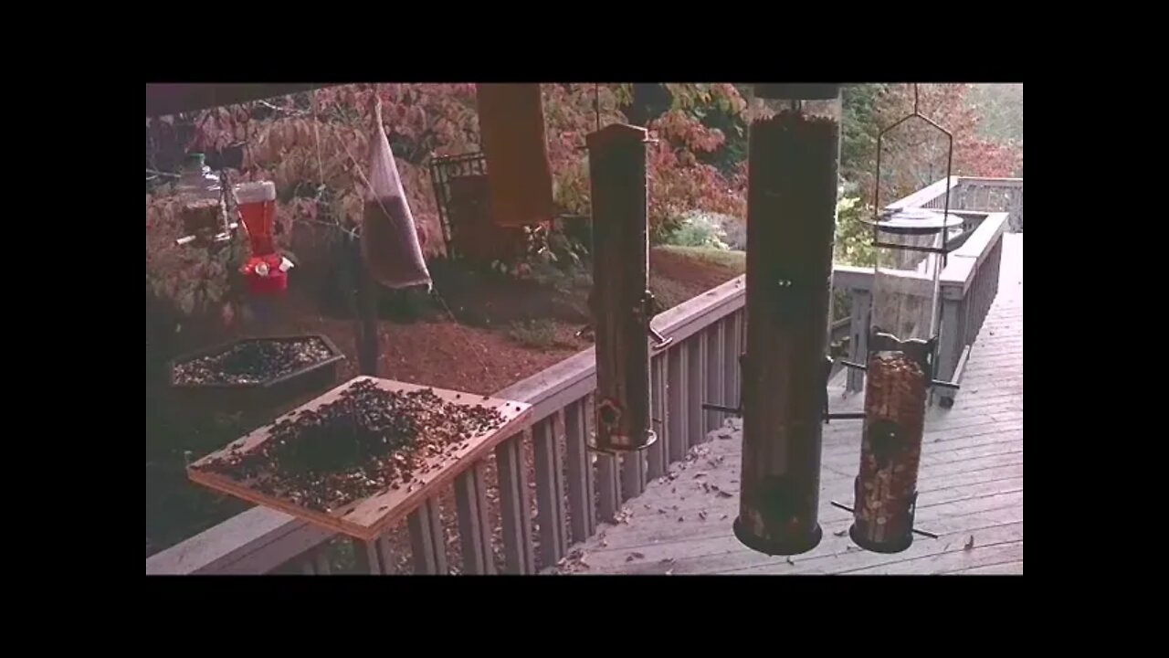 Live Oct 16 2021 Bird Feeder in Asheville NC. In the mountains