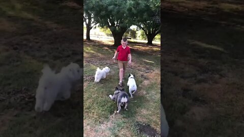 He puts down the iPad and takes out the dogs! 😃🐾🐕🐕🐕!#shorts #viral #tiktok