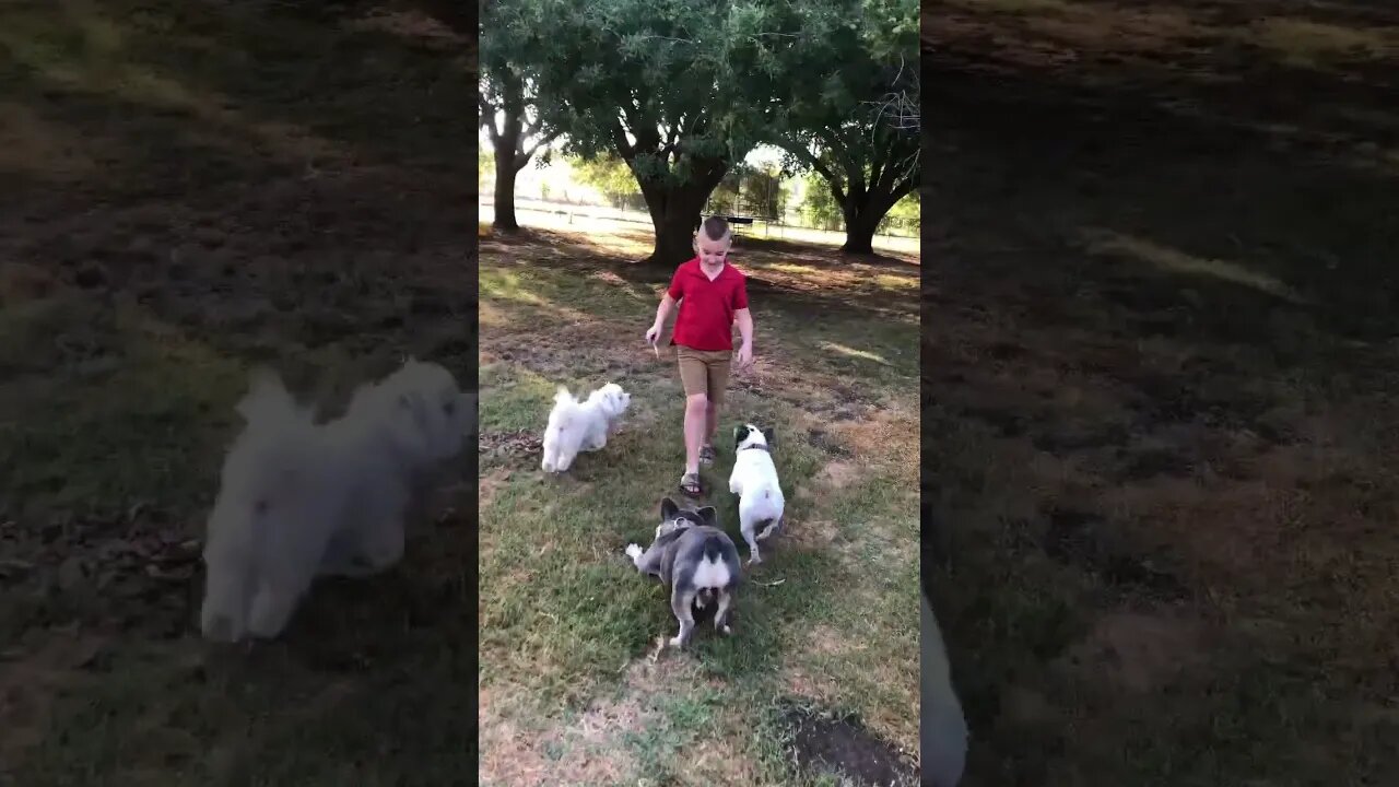 He puts down the iPad and takes out the dogs! ππΎπππ!#shorts #viral #tiktok