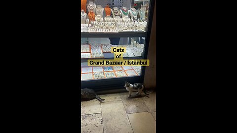 Istanbul Cats