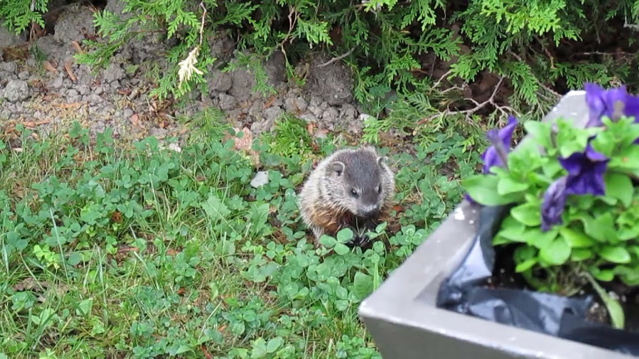 Baby groundhogs